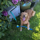 Illustration for article titled 39 *Scratchy Scratchy* Photos of Dogs